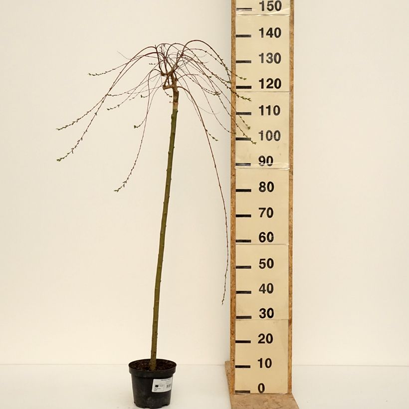 Spécimen de Saule pommelé pleureur - Salix integra Pendula Pot de 3L/4L, Tige, Tige de 100 cm tel que livré au printemps