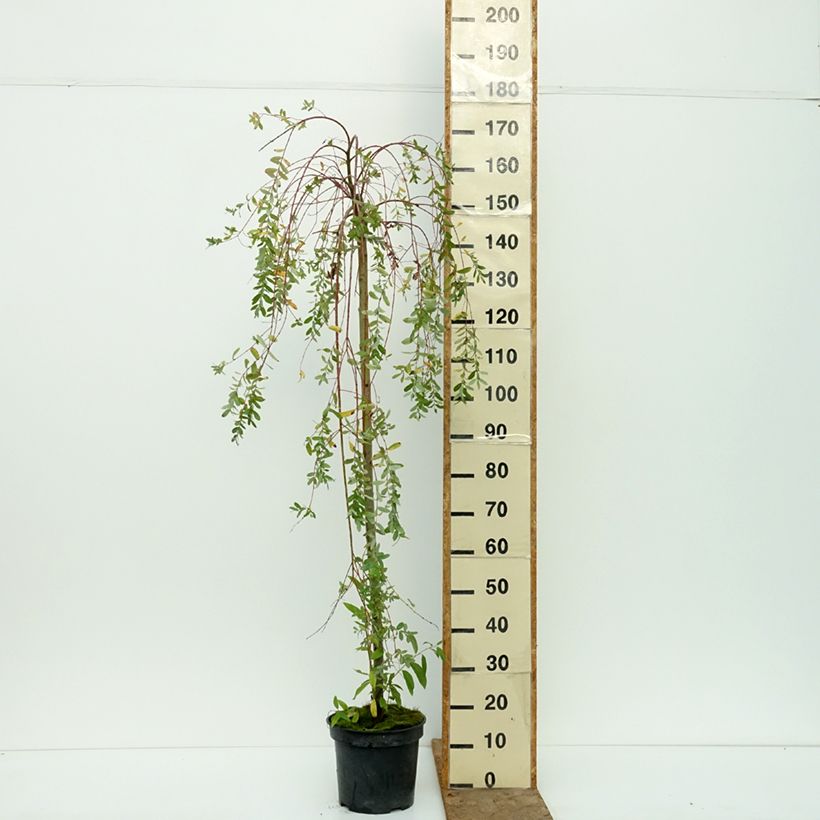 Spécimen de Saule pommelé pleureur - Salix integra Pendula Pot de 3L/4L, Tige, Tige de 100 cm tel que livré en automne
