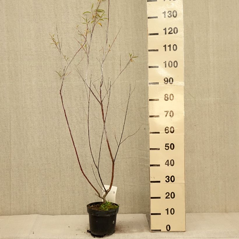 Spécimen de Saule - Salix acutifolia Blue Streak Pot de 3L/4L tel que livré en automne