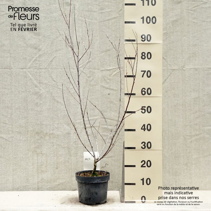 Spécimen de Saule - Salix acutifolia Blue Streak Pot de 3L/4L tel que livré en hiver
