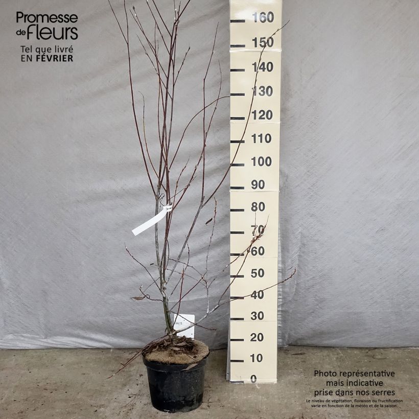 Spécimen de Saule - Salix acutifolia Blue Streak Pot de 7,5L/10L tel que livré en hiver