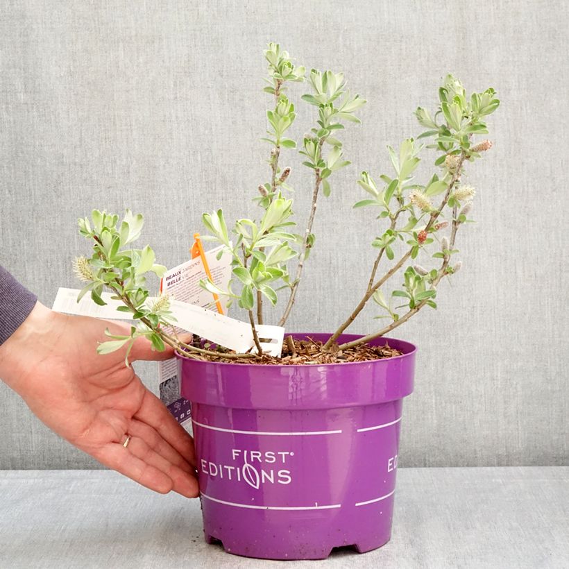 Spécimen de Saule tomenteux - Salix candida Iceberg Alley Pot de 3L/4L tel que livré au printemps