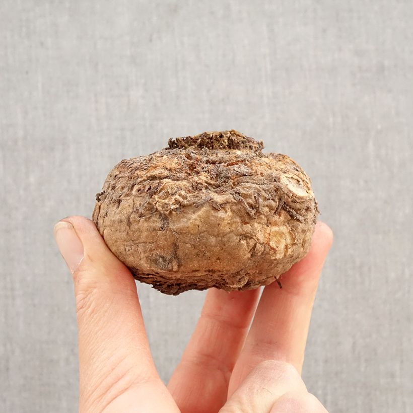 Spécimen de Sauromatum venosum Bulbe calibre 20+ tel que livré au printemps