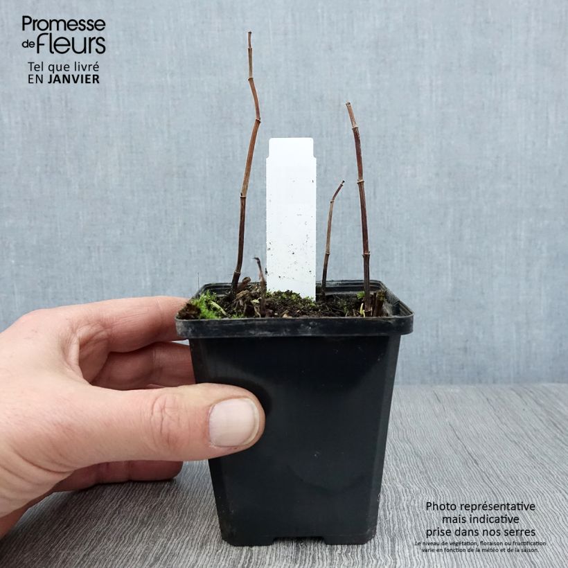 Spécimen de Saururus cernuus - Saurure inclinée Godet de 8/9 cm tel que livré en hiver