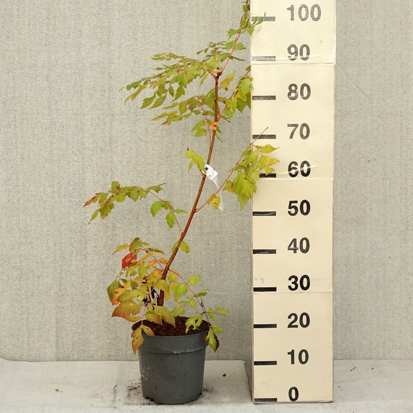 Spécimen de Savonnier orange - Koelreuteria paniculata Coral Sun Pot de 7,5L/10L tel que livré en automne