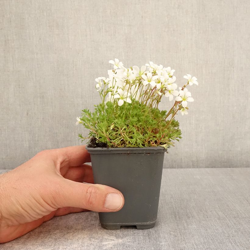 Spécimen de Saxifraga arendsii Adebar - Saxifrage mousse Godet de 8/9 cm tel que livré au printemps