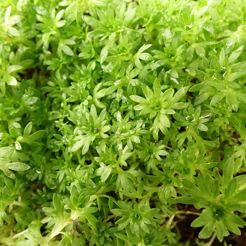 Saxifraga arendsii Compactum (Stransfieldii) - Saxifrage mousse (Feuillage)