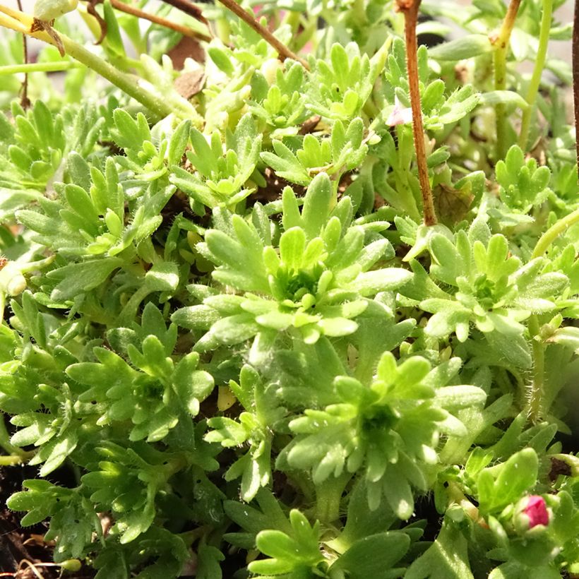 Saxifraga arendsii Purpurteppich - Saxifrage mousse (Feuillage)