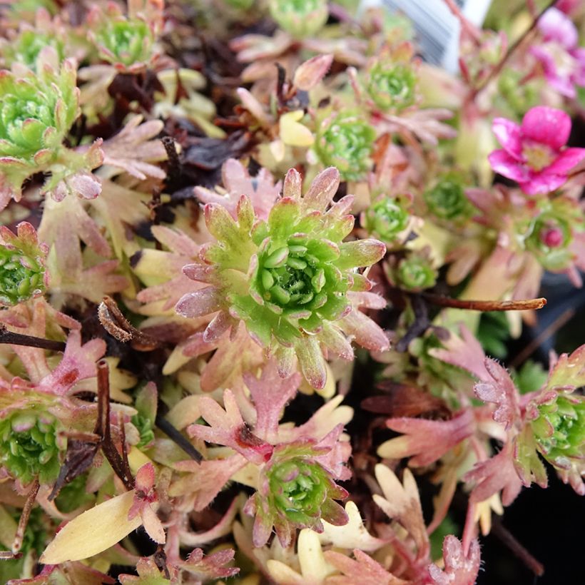 Saxifraga arendsii Ware's Crimson - Saxifrage mousse (Feuillage)