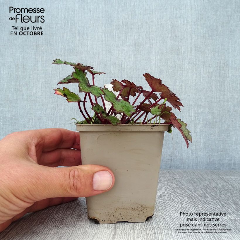 Spécimen de Saxifraga cortusifolia Black Ruby - Saxifrage à feuilles noires Godet de 8/9 cm tel que livré en automne