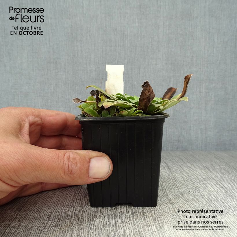 Spécimen de Saxifraga cotyledon Southside Seedling - Saxifrage des montagnes Godet de 8/9 cm tel que livré en automne