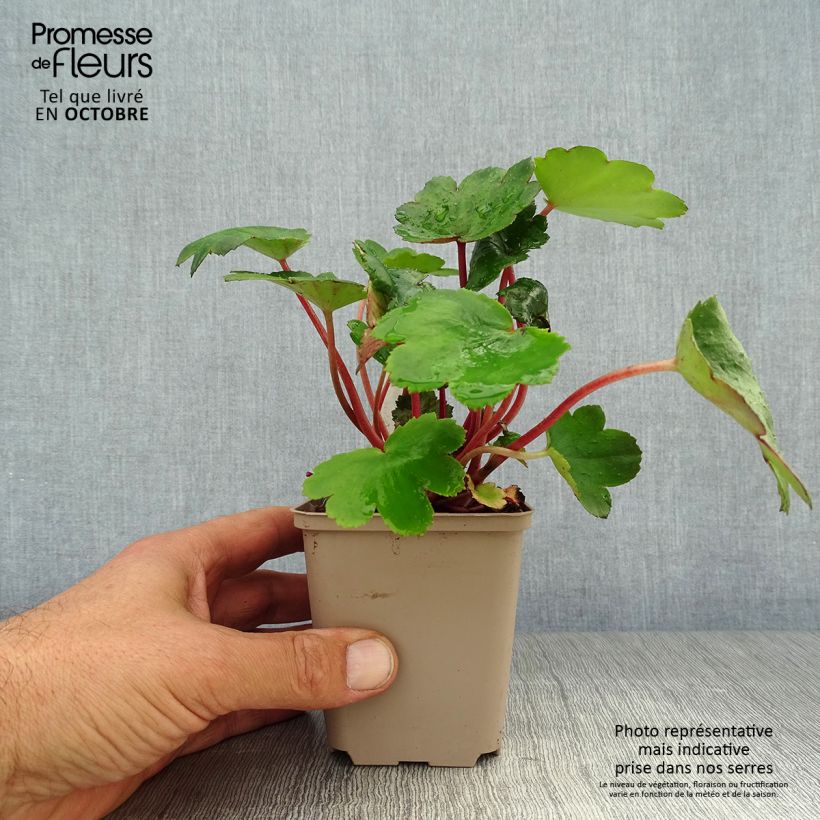 Spécimen de Saxifraga fortunei Beni Tsukasa - Saxifrage Godet de 8/9 cm tel que livré en automne