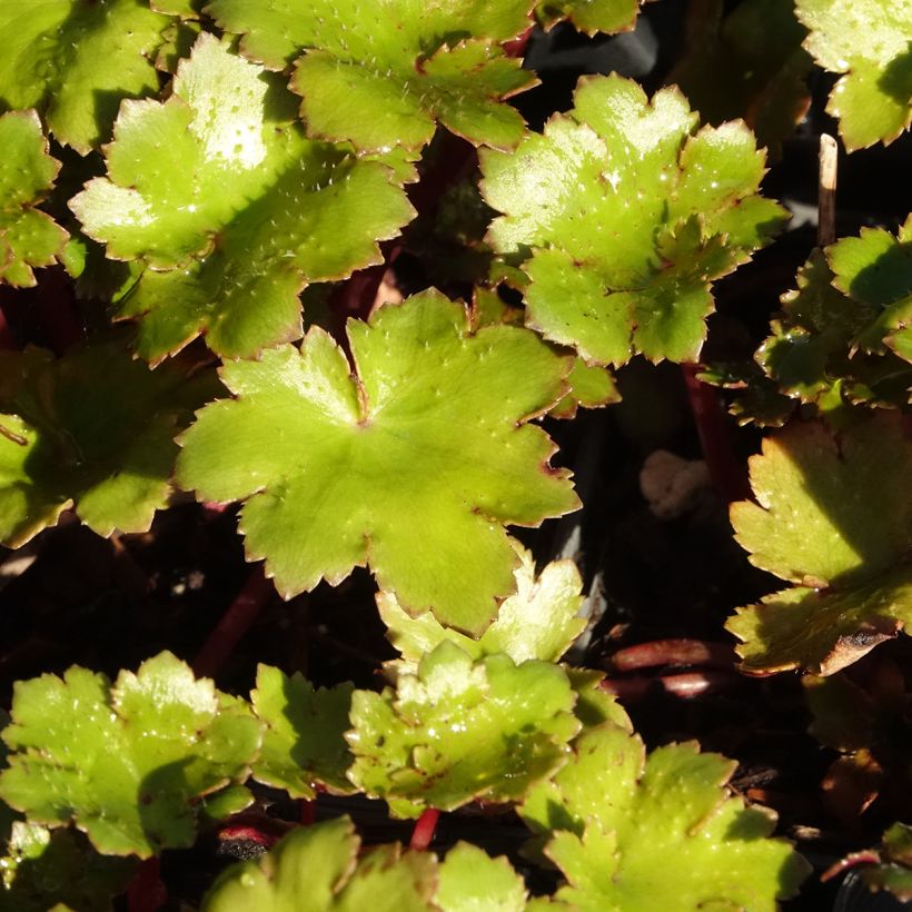 Saxifraga fortunei Beni Tsukasa - Saxifrage (Feuillage)