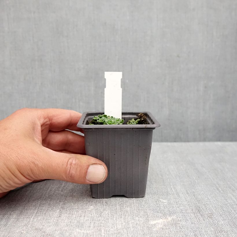 Spécimen de Saxifraga paniculata var.minutifolia - Saxifrage Godet de 8/9 cm tel que livré en automne