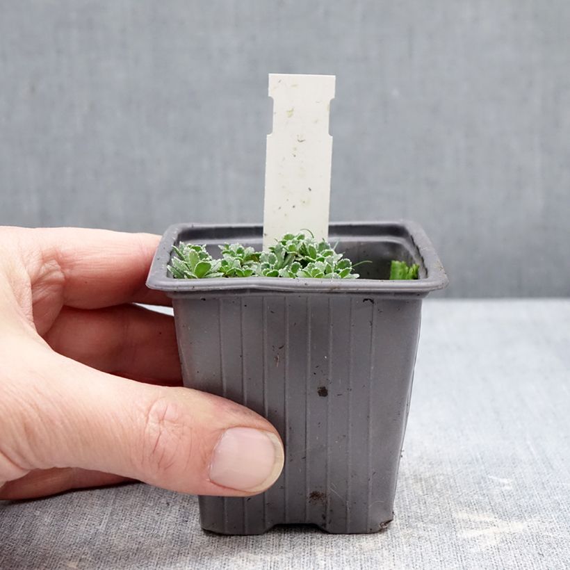 Spécimen de Saxifraga paniculata var.minutifolia - Saxifrage Godet de 8/9 cm tel que livré en hiver