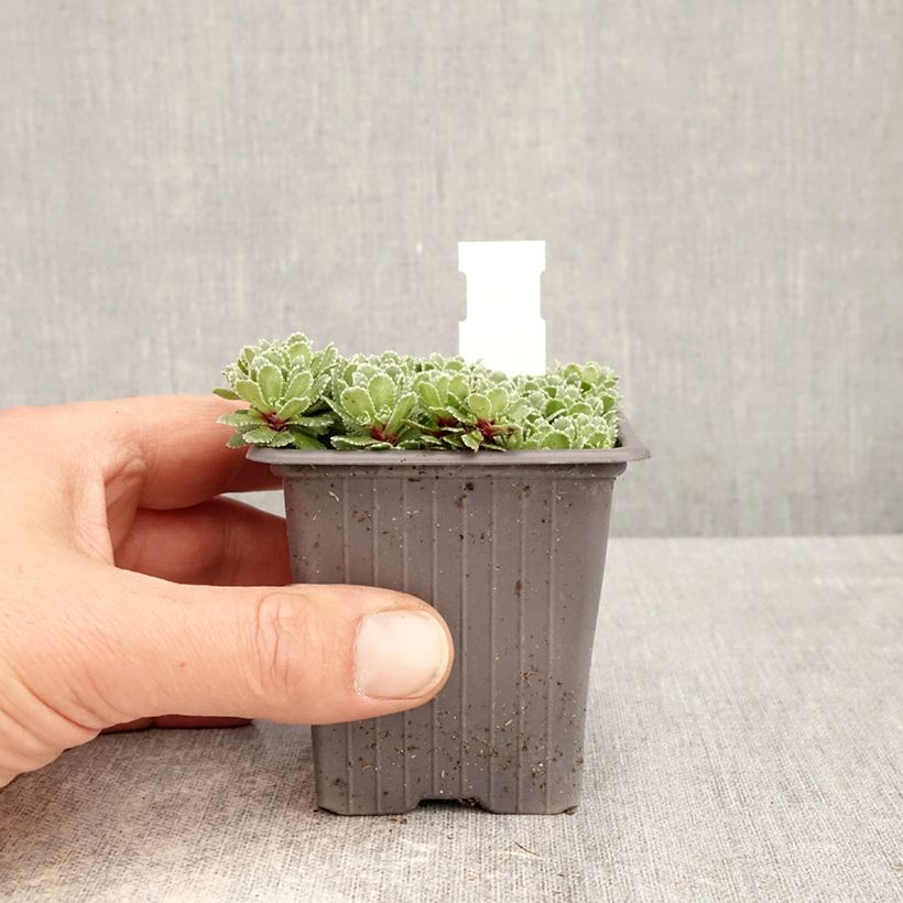Spécimen de Saxifraga paniculata var.minutifolia - Saxifrage Godet de 8/9 cm tel que livré au printemps