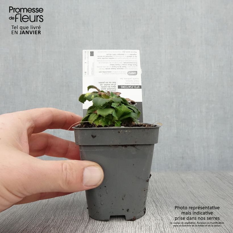 Spécimen de Saxifraga x urbium Aureopunctata - Désespoir du peintre Godet de 8/9 cm tel que livré en hiver