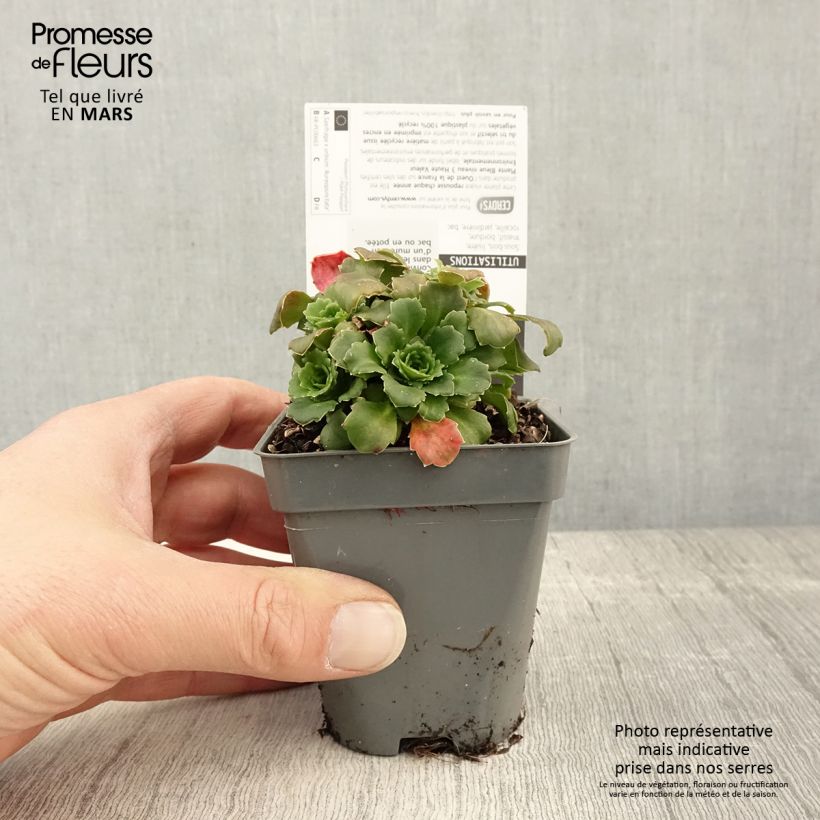 Spécimen de Saxifraga x urbium Aureopunctata - Désespoir du peintre Godet de 8/9 cm tel que livré au printemps