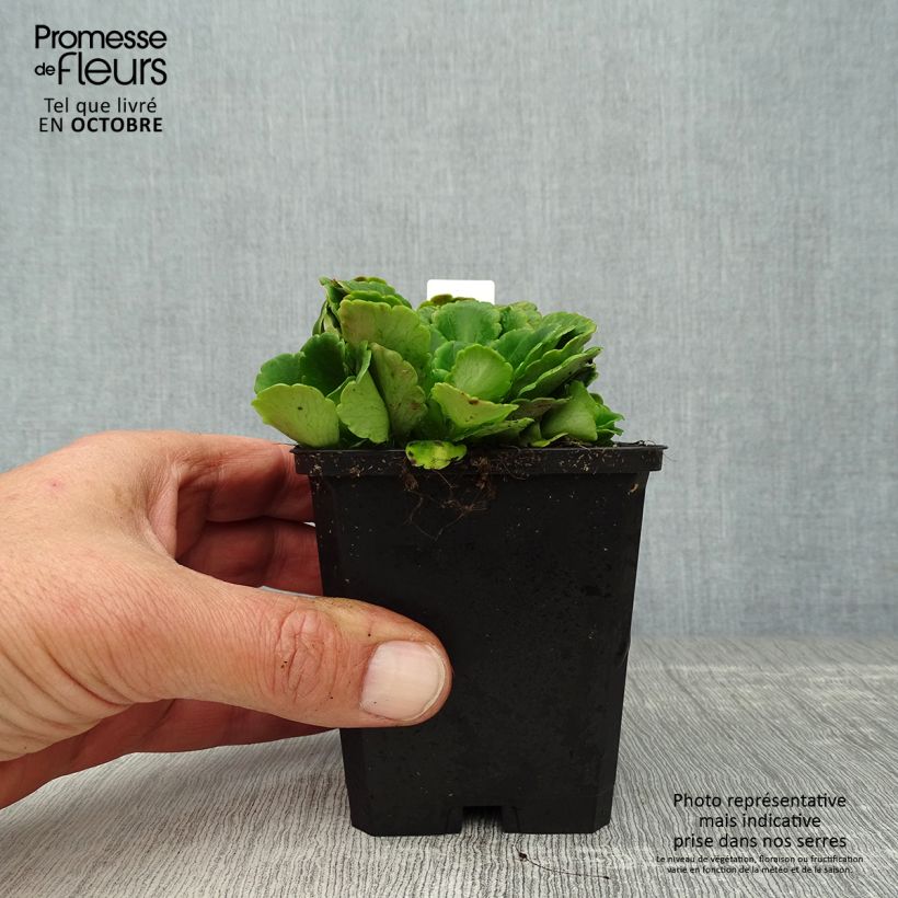 Spécimen de Saxifraga x urbium - Désespoir du peintre Godet de 8/9 cm tel que livré en automne