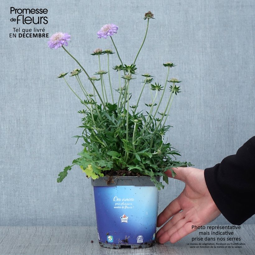 Spécimen de Scabieuse Butterfly Blue - Scabiosa Pot de 2L/3L tel que livré en automne