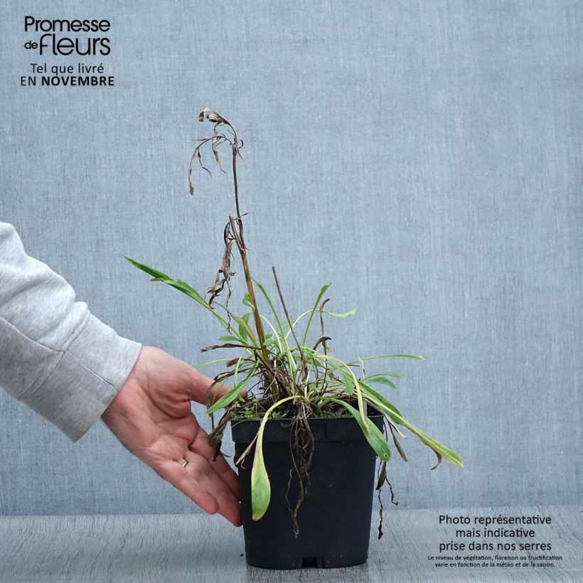 Spécimen de Scabieuse du Caucase - Scabiosa caucasica Alba Pot de 2L/3L tel que livré en automne