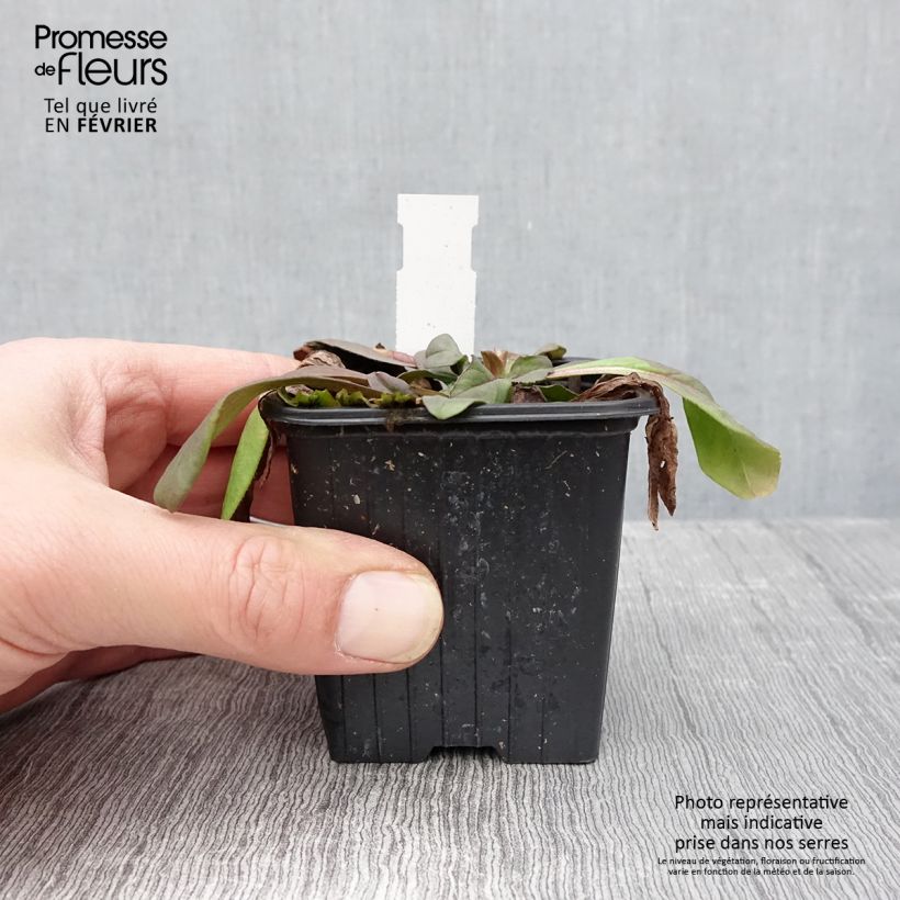 Scabiosa canescens - Vedovina canescente Vasetto da 8/9 cm esemplare consegnato in inverno