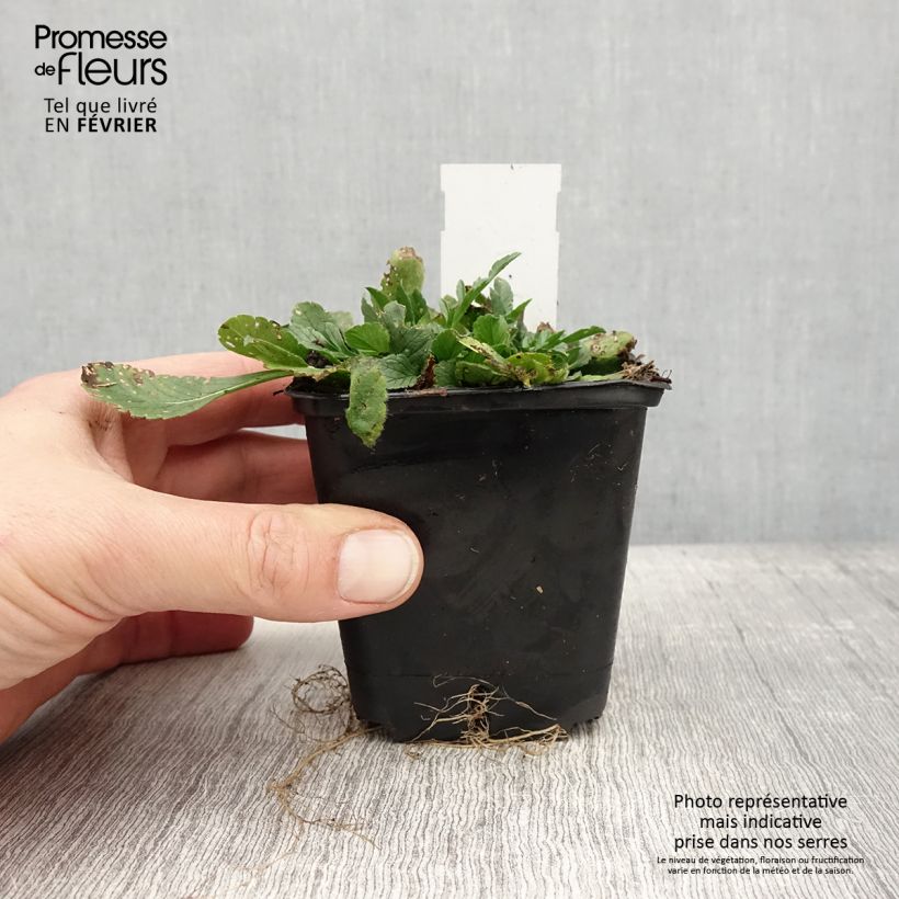 Scabiosa columbaria var. nana Pincushion Pink - Vedovina selvatica Vasetto da 8/9 cm esemplare consegnato in inverno