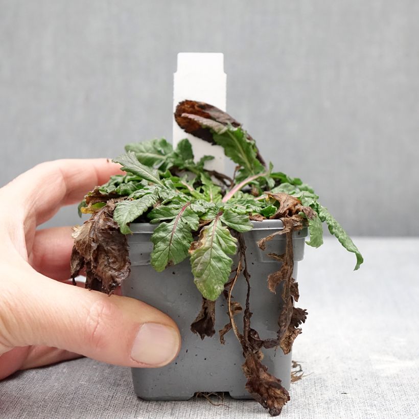 Spécimen de Scabiosa Nova Dew Drops - Scabieuse Godet de 8/9 cm tel que livré en hiver