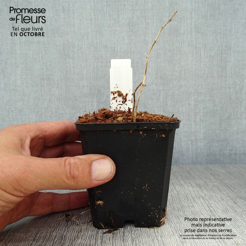 Spécimen de Sceau de Salomon panaché - Polygonatum falcatum Variegatum Godet de 8/9 cm tel que livré en automne