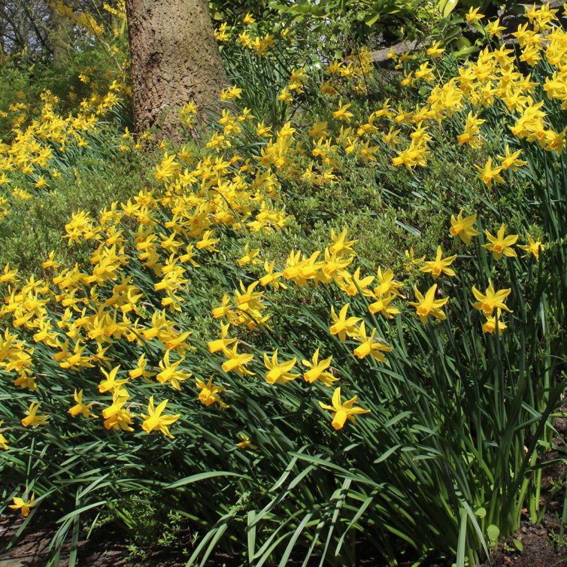Narcisse cyclamineus Rapture (Port)