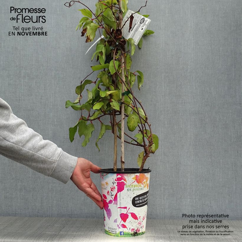 Spécimen de Schisandra rubriflora Pot de 4L/5L tel que livré en automne