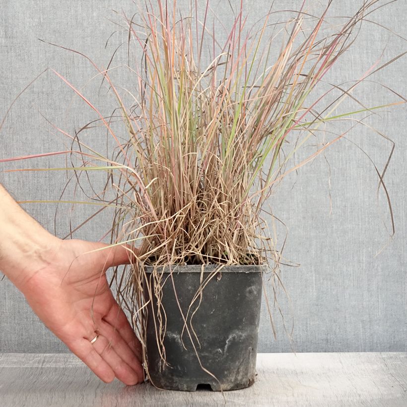 Spécimen de Schizachyrium scoparium Blue Heaven Pot de 2L/3L tel que livré en automne
