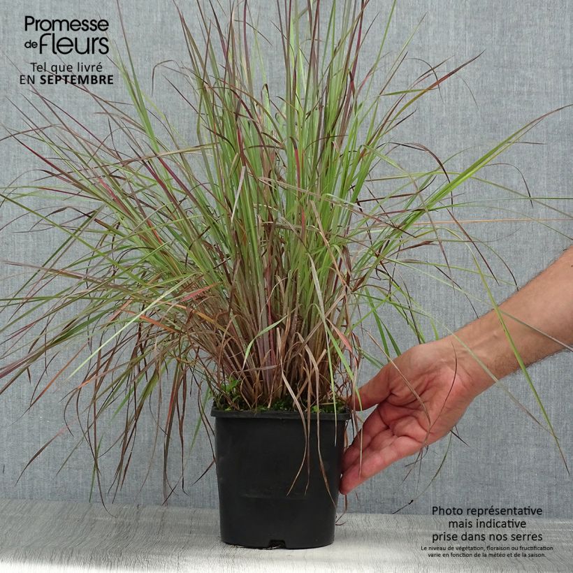 Spécimen de Schizachyrium scoparium Blue Heaven Pot de 2L/3L tel que livré en été