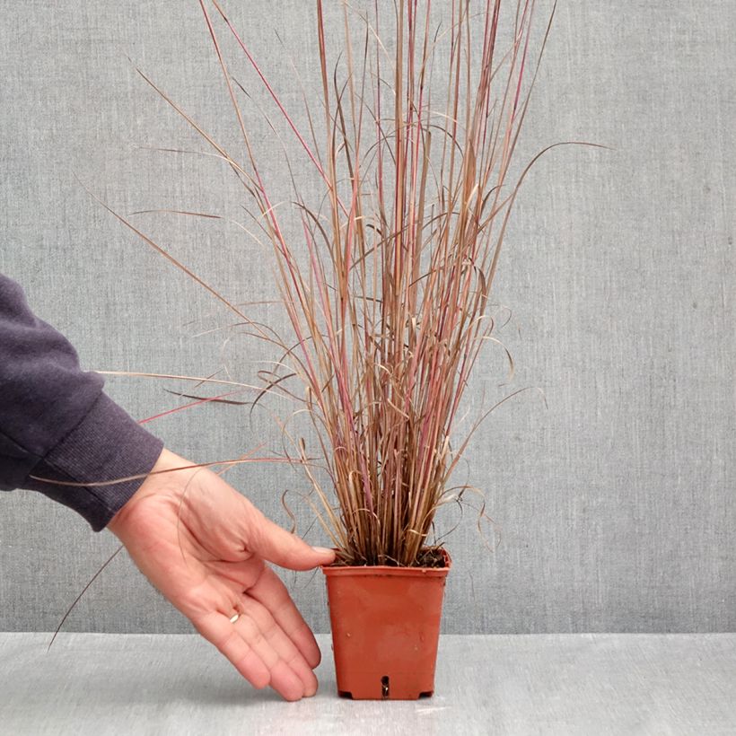 Spécimen de Schizachyrium scoparium Blue Heaven Godet de 8/9 cm tel que livré en automne
