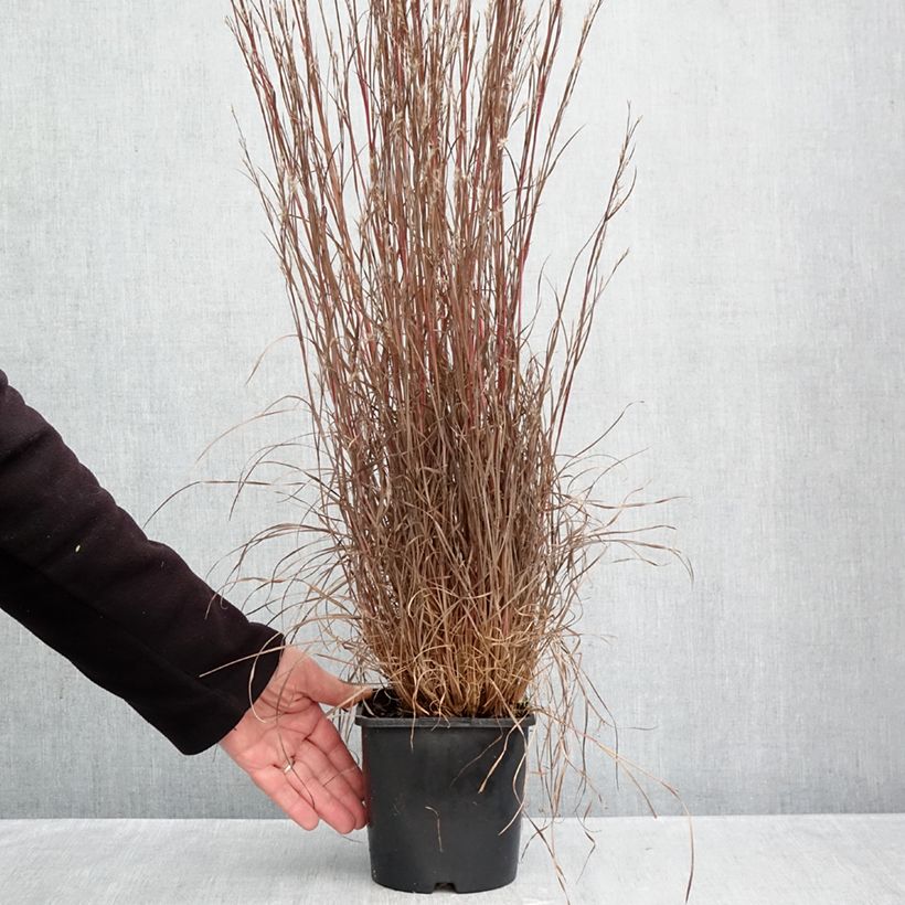 Spécimen de Schizachyrium scoparium Chameleon - Herbe à balais Pot de 2L/3L tel que livré en automne