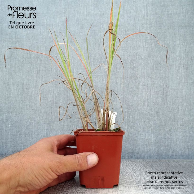 Spécimen de Schizachyrium scoparium Ha Ha Tonka - Herbe à balais Godet de 8/9 cm tel que livré en automne