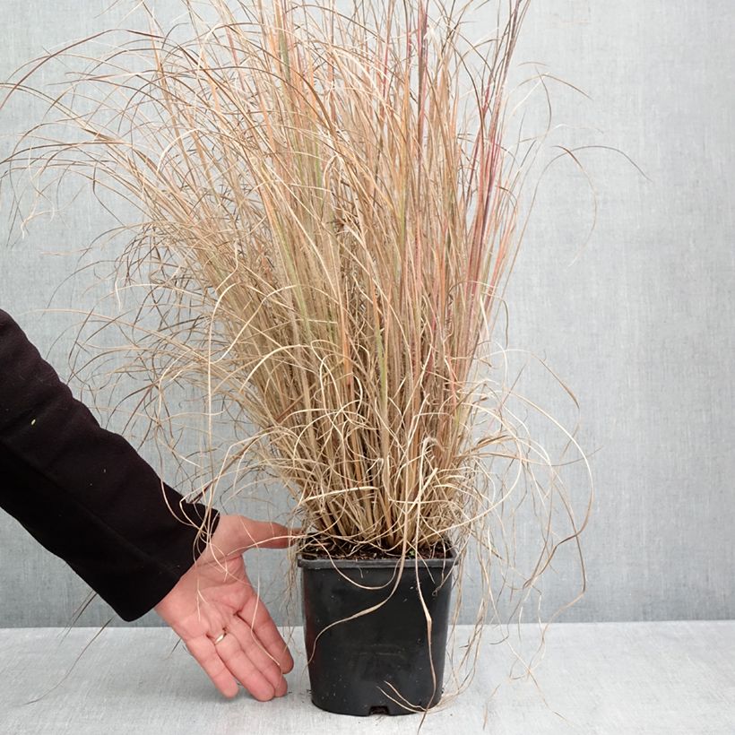 Spécimen de Schizachyrium scoparium Ha Ha Tonka - Herbe à balais Pot de 2L/3L tel que livré en automne