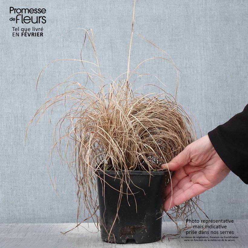 Spécimen de Schizachyrium scoparium Ha Ha Tonka - Herbe à balais Pot de 2L/3L tel que livré en hiver