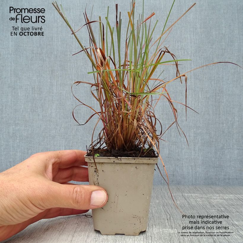 Spécimen de Schizachyrium scoparium Prairie Blues Godet de 8/9 cm tel que livré en automne