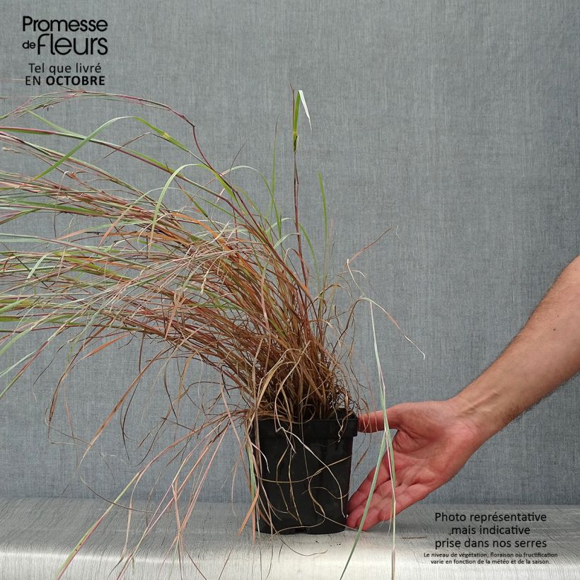 Spécimen de Schizachyrium scoparium Prairie Blues Pot de 2L/3L tel que livré en automne