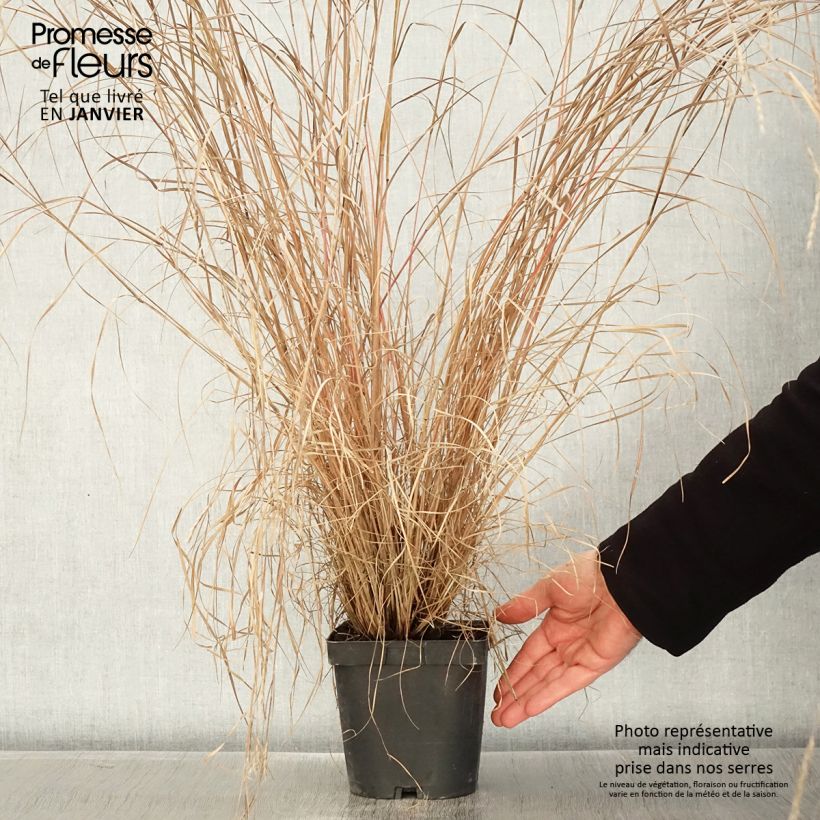 Spécimen de Schizachyrium scoparium Prairie Blues Pot de 2L/3L tel que livré en hiver