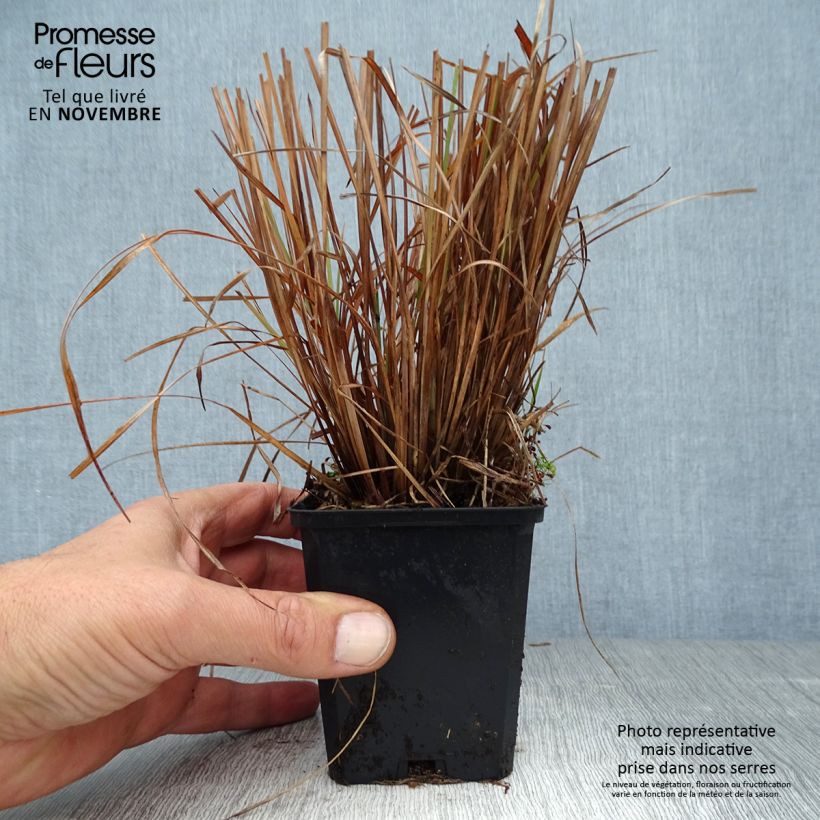 Spécimen de Schizachyrium scoparium Standing Ovation Godet de 8/9 cm tel que livré en automne