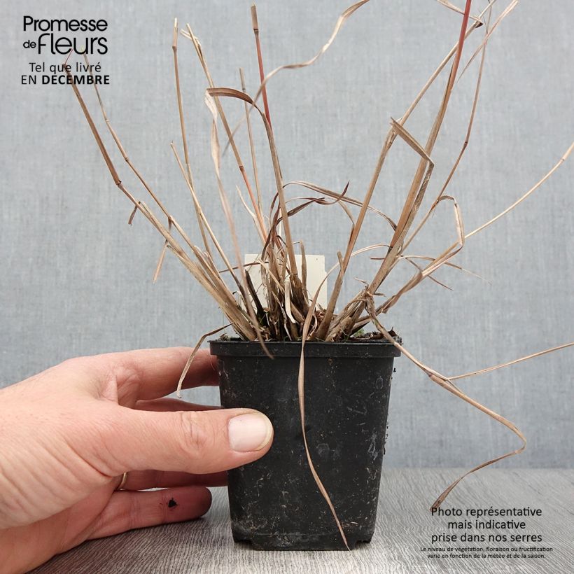 Spécimen de Schizachyrium scoparium Wild West - Andropogon, Herbe à balais Godet de 8/9 cm tel que livré en automne