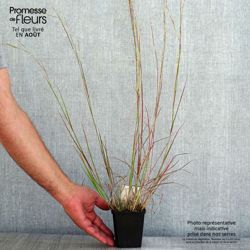 Spécimen de Schizachyrium scoparium Wild West - Andropogon, Herbe à balais Godet de 8/9 cm tel que livré en été