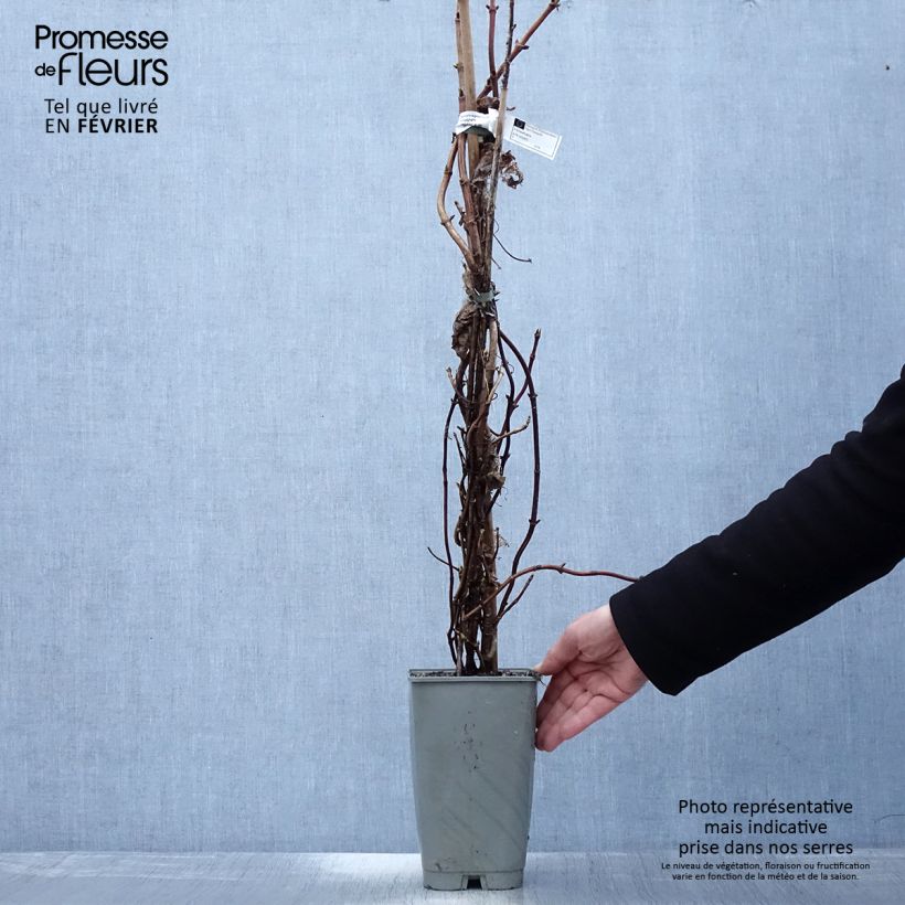 Spécimen de Schizophragma hydrangeoïdes Burst Of Light Pot de 2L/3L tel que livré en hiver