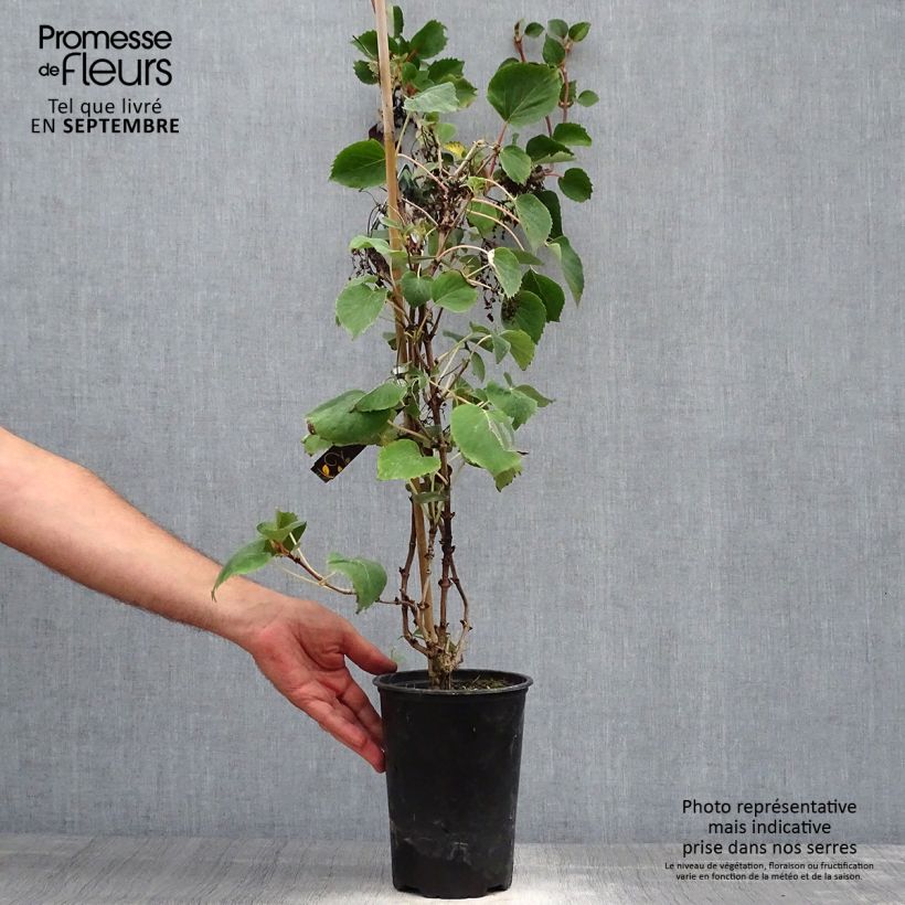 Spécimen de Schizophragma hydrangeoïdes Pot de 2L/3L tel que livré en automne