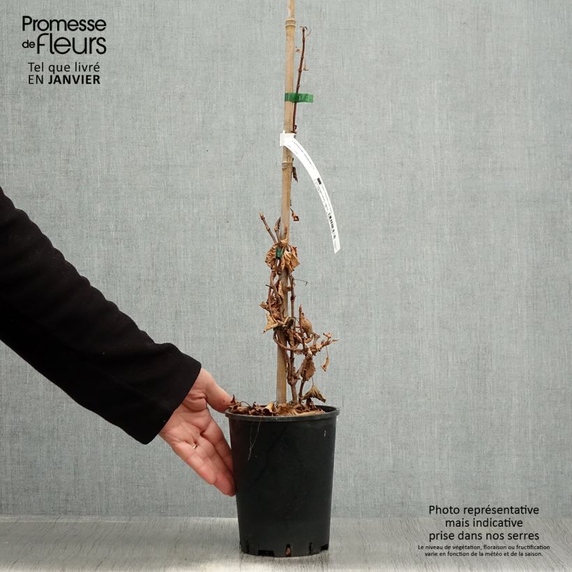 Spécimen de Schizophragma hydrangeoïdes Pot de 2L/3L tel que livré en hiver