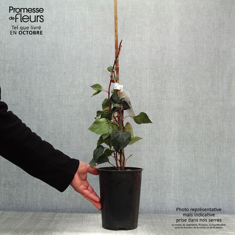 Spécimen de Schizophragma hydrangeoides Rose Sensation (Roseum) Pot de 2L/3L tel que livré en automne