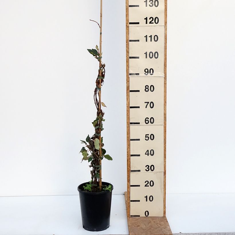 Spécimen de Schizophragma hydrangeoides Rose Sensation (Roseum) Pot de 6L/7L tel que livré en automne