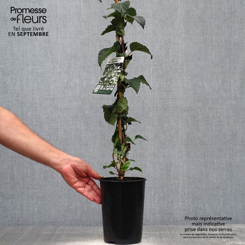 Spécimen de Schizophragma hydrangeoides Snow Sensation - Faux hortensia grimpant Pot de 3L/4L tel que livré en automne